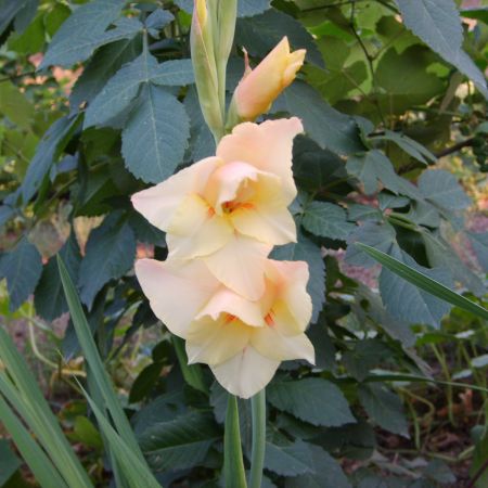 gladiola