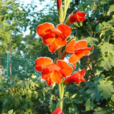 gladiola