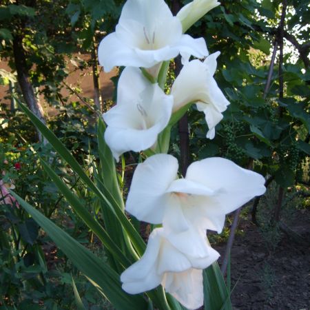 gladiola