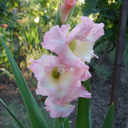 gladiola