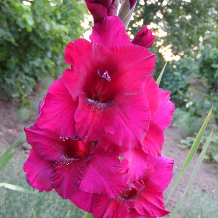 gladiola