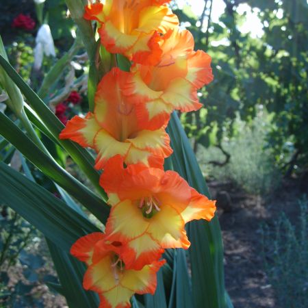 gladiola