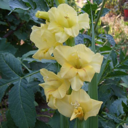 gladiola