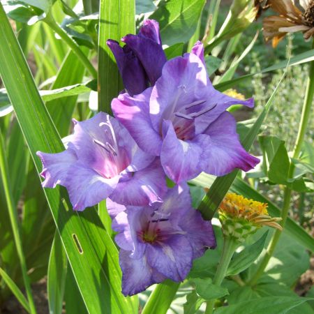 gladiola