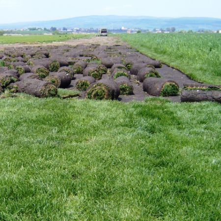 Rulouri de gazon pitesti