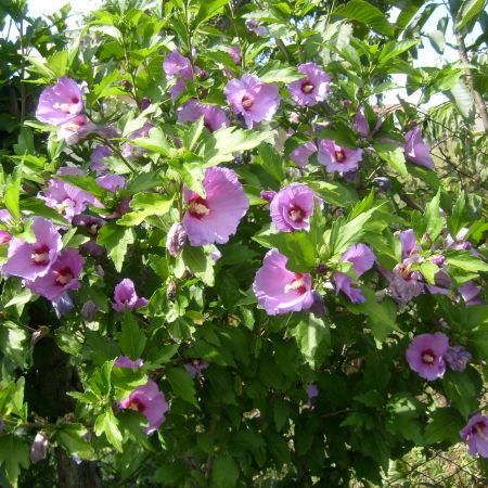 Hibiscus sau Hibicus