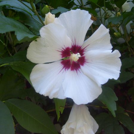 Hibiscus