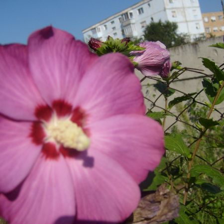 Hibiscus