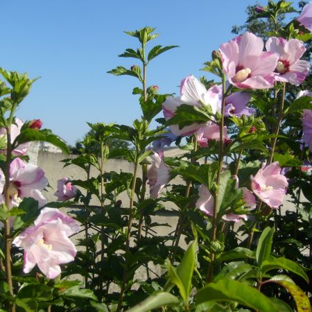 Hibiscus roz