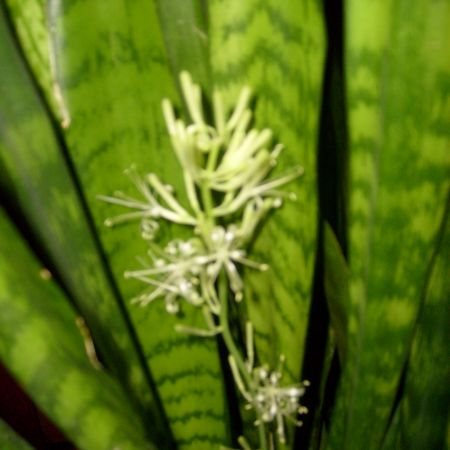 Sansevieria (Sanseviera)