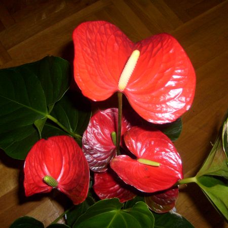 ANTHURIUM