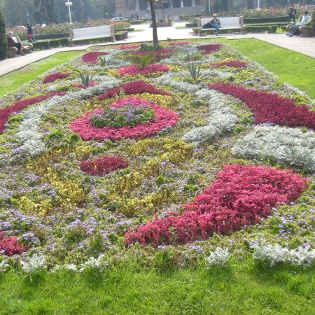 Covor de toamna in Centrul Timisoarei