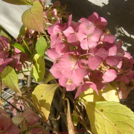 HORTENSIA LA 8 NOEMBRIE