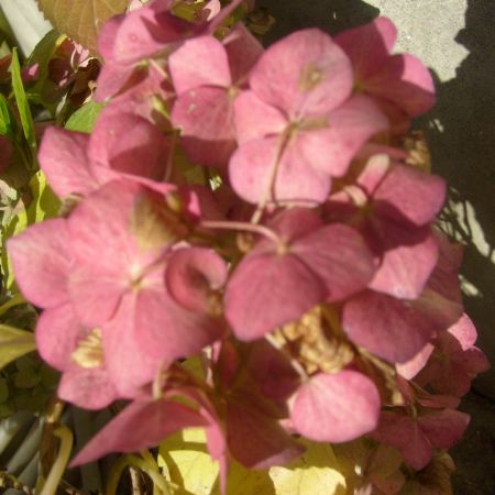 HORTENSIA LA 8 NOEMBRIE