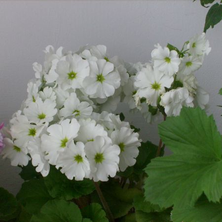 primula de ghiveci