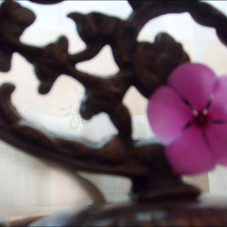 Vinca rosea