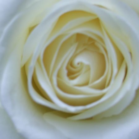 another white rose