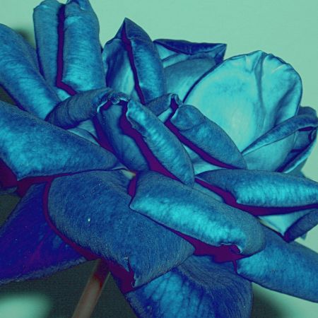 blue rose