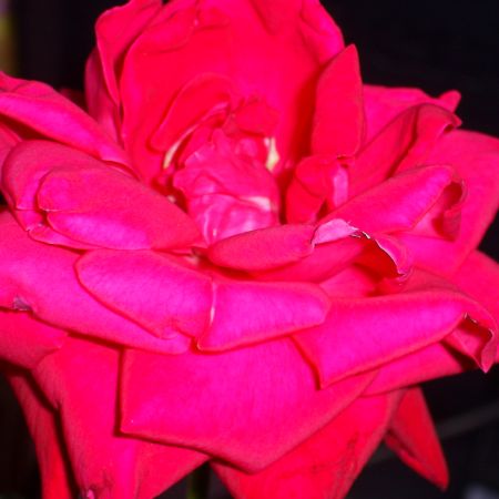 red rose