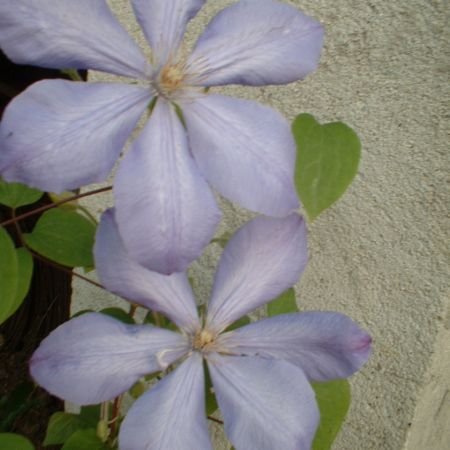 CLEMATITA