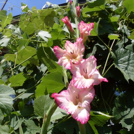 Gladiola