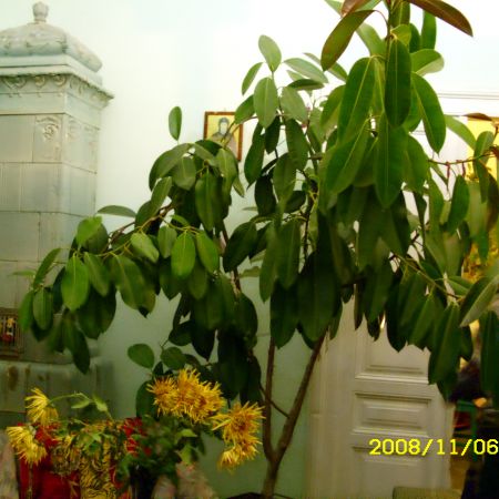 ficus de 17 ani