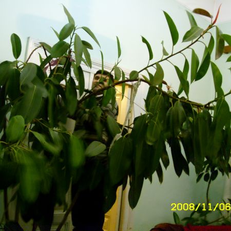 ficus