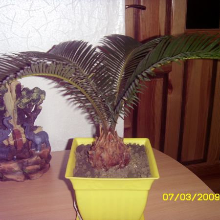 cycas