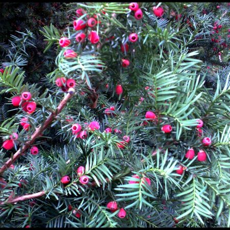 Tisa -Taxus baccata ( T )