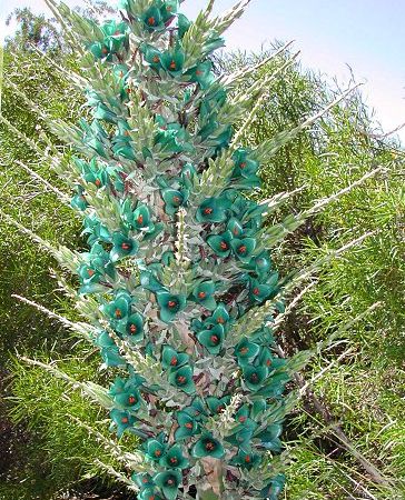 PUYA BERTERONIANA 