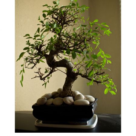 Bonsai (Mihaela)