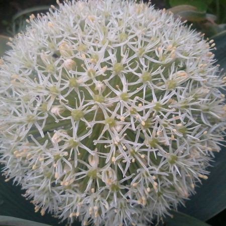 Allium karataviense