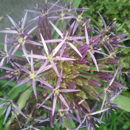 Allium cristophii