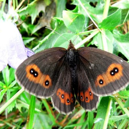 Erebia aethipos