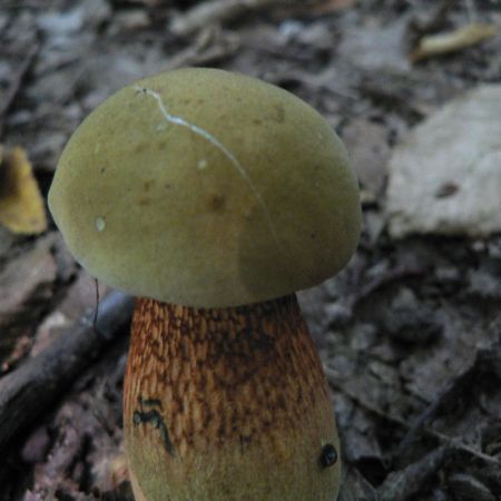 Boletus purpureus