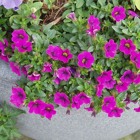 calibrachoa