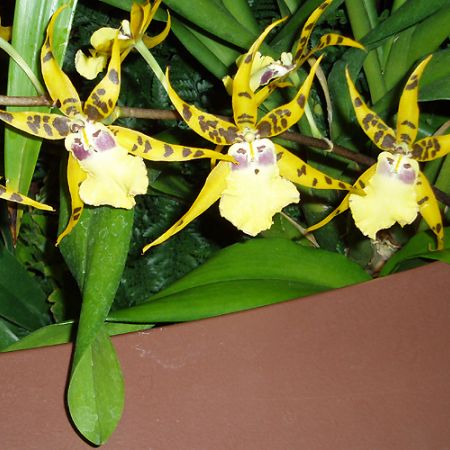 Expozitie Orhidee **Cris
