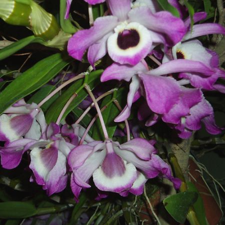 Expozitie Orhidee **Cris