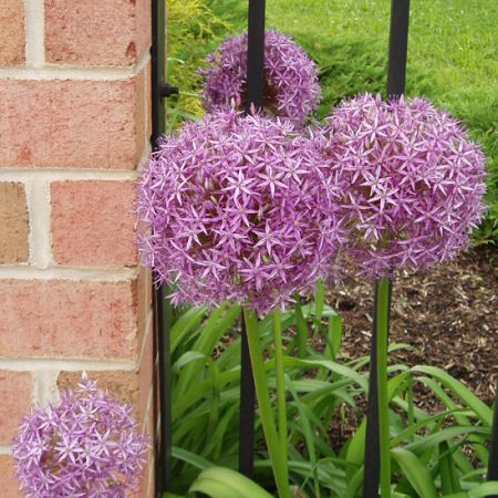 alliums