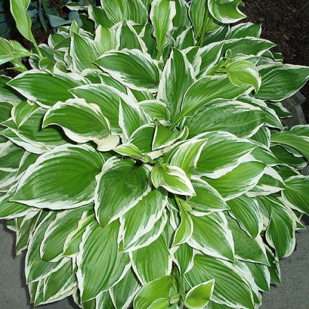 hosta **Cris