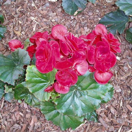 begonia **Cris