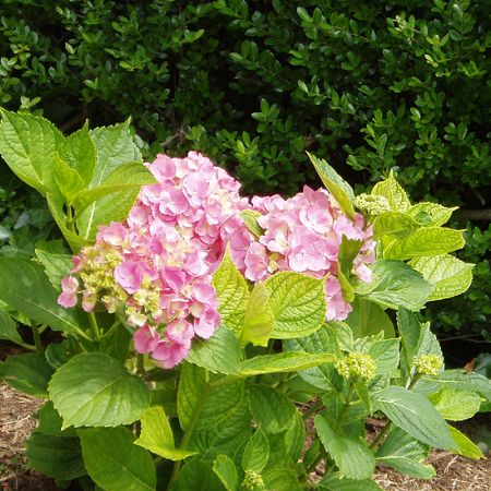 hydrangea-hortensie **Cris