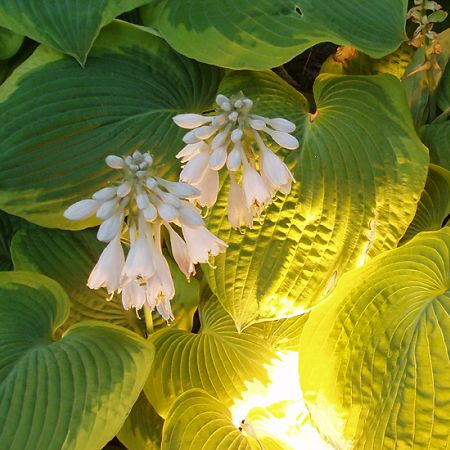 hosta **Cris