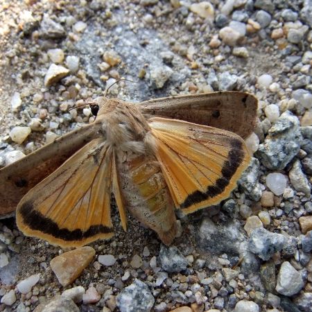 Noctua pronuba
