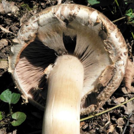 Agaricus bohusii