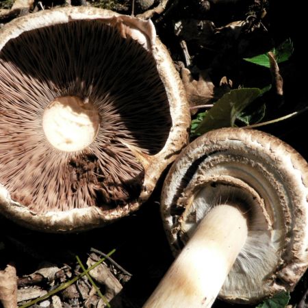 Agaricus bohusii