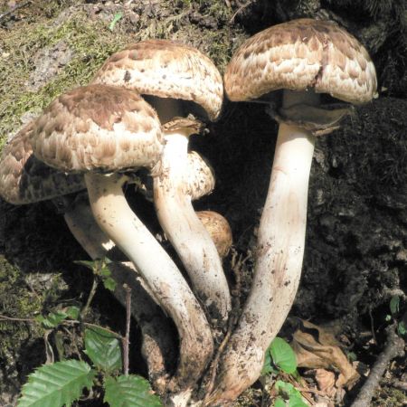 Agaricus bohusii