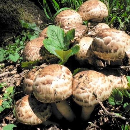 Agaricus bohusii