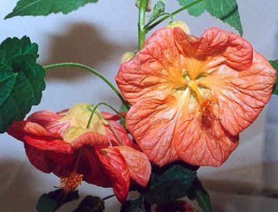 abutilon bella