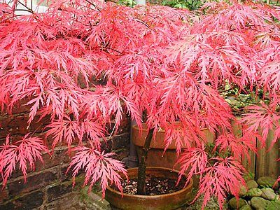 acer palmatum